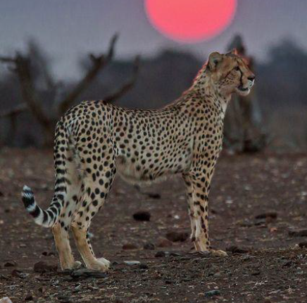 Cheetah The Catalyst sponsorship tier