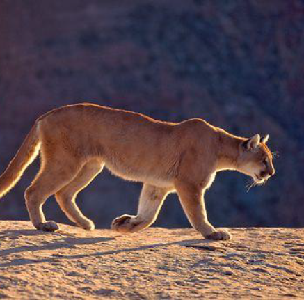 Cougar The Mentor sponsorship tier