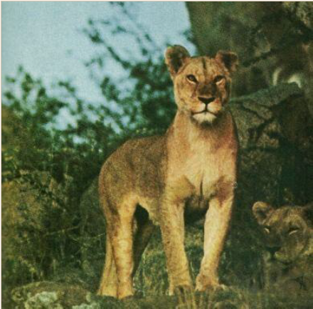 Lioness The Matriarch sponsorship tier