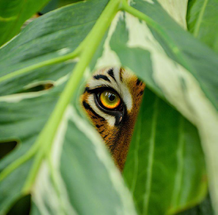 Tigress The Vanguard sponsorship tier